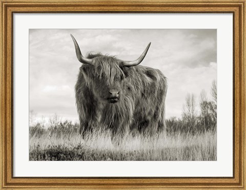 Framed Scottish Highland Cattle (BW) Print