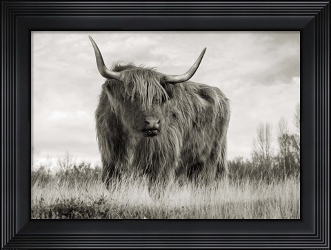 Framed Scottish Highland Cattle (BW) Print