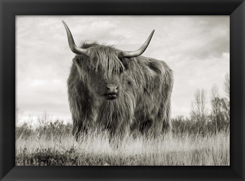 Framed Scottish Highland Cattle (BW) Print