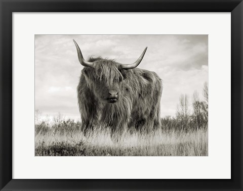 Framed Scottish Highland Cattle (BW) Print