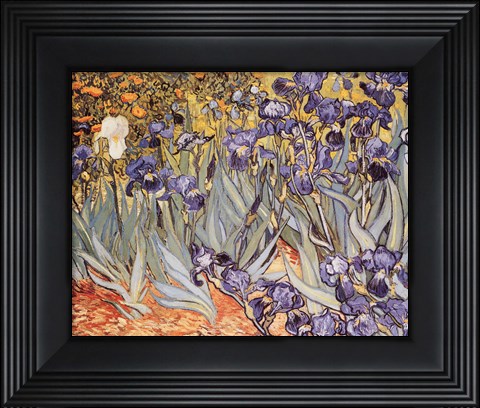 Framed Irises in the Garden, Saint-Remy, c.1889 Print