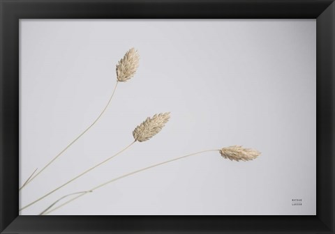 Framed Grass Study Color Print