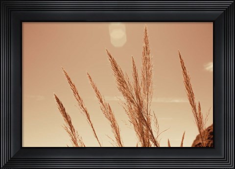 Framed Lakeside Grasses VI Print