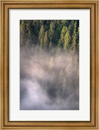 Framed Fog and Forest II Print