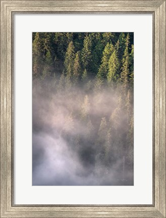 Framed Fog and Forest II Print