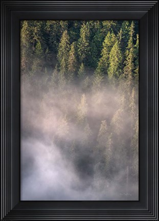 Framed Fog and Forest II Print