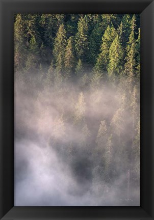 Framed Fog and Forest II Print