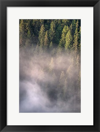 Framed Fog and Forest II Print