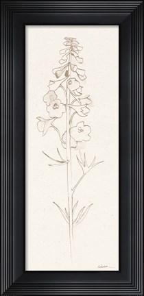 Framed Delphinium II Print