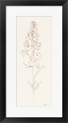 Framed Delphinium II Print