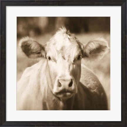 Framed Pasture Cow Sepia Sq Print