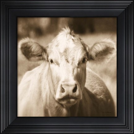 Framed Pasture Cow Sepia Sq Print