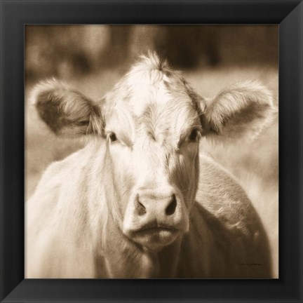 Framed Pasture Cow Sepia Sq Print