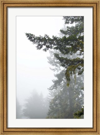 Framed Majestic Pines II Print