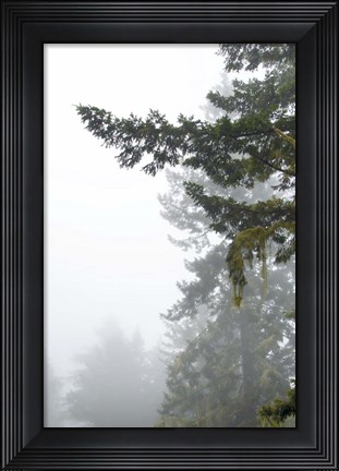 Framed Majestic Pines II Print