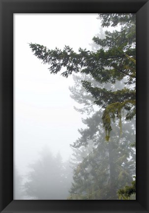 Framed Majestic Pines II Print