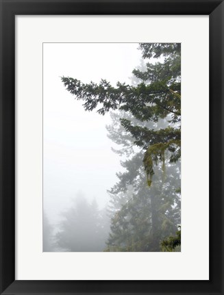 Framed Majestic Pines II Print