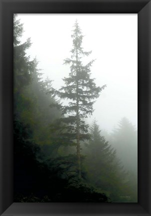 Framed Majestic Pines I Print