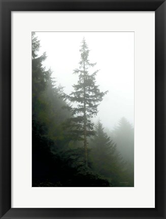 Framed Majestic Pines I Print