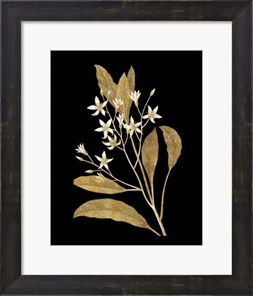 Framed Gold Botanical V on Black Print