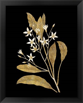 Framed Gold Botanical V on Black Print