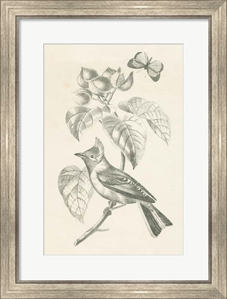 Framed French Bird Drawing Print
