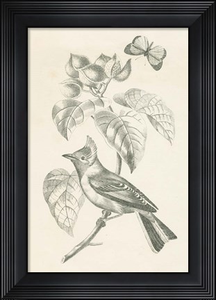 Framed French Bird Drawing Print