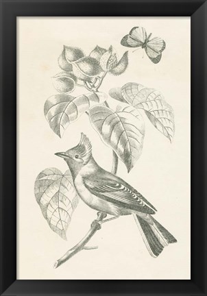 Framed French Bird Drawing Print