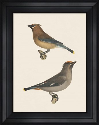 Framed Cedar Waxwings Bright Print