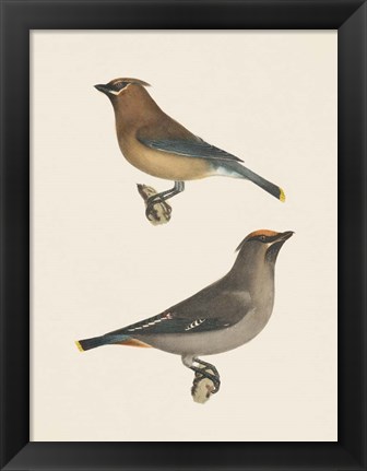 Framed Cedar Waxwings Bright Print