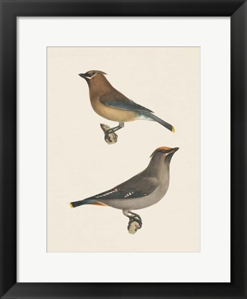 Framed Cedar Waxwings Bright Print