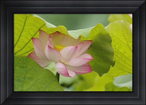 Framed Lotus Flower Print