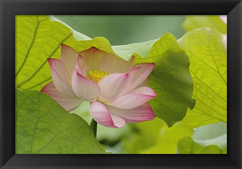 Framed Lotus Flower Print