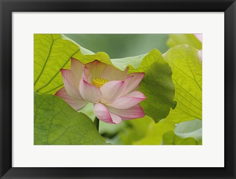 Framed Lotus Flower Print