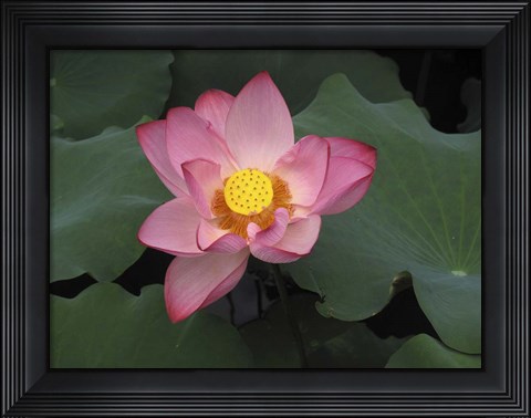 Framed Pink Lotus In Bloom Print