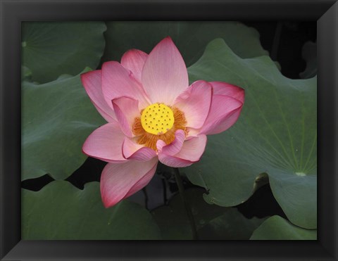 Framed Pink Lotus In Bloom Print