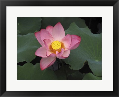 Framed Pink Lotus In Bloom Print