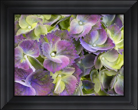 Framed Close-Up Of A Lacecap Hydrangea Print