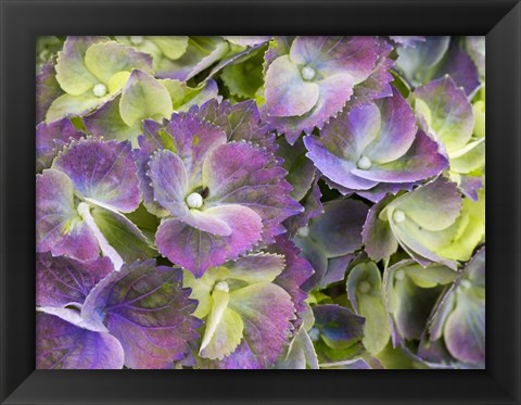 Framed Close-Up Of A Lacecap Hydrangea Print