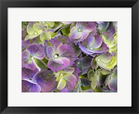 Framed Close-Up Of A Lacecap Hydrangea Print