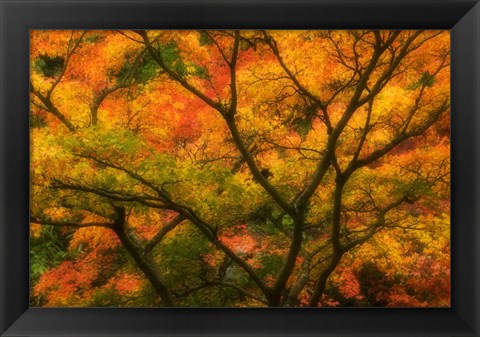 Framed Maple Tree In Autumn Print