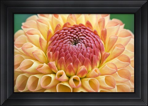 Framed Dahlia Print
