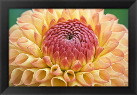 Framed Dahlia Print