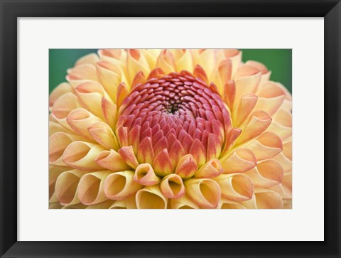 Framed Dahlia Print