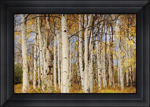 Framed Aspens With Autumn Foliage, Kaibab National Forest, Arizona Print