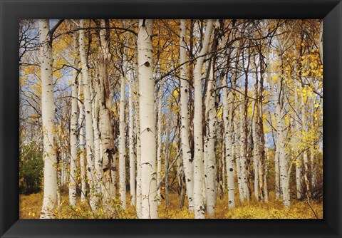 Framed Aspens With Autumn Foliage, Kaibab National Forest, Arizona Print