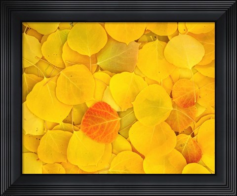 Framed Fallen Aspen Leaves Print