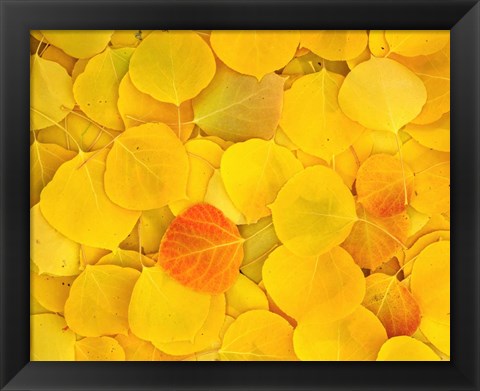 Framed Fallen Aspen Leaves Print