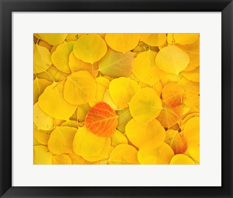 Framed Fallen Aspen Leaves Print