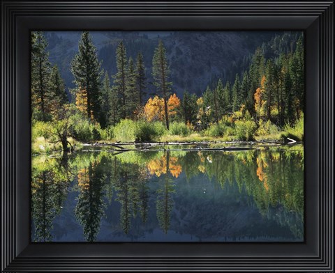 Framed Autumn Colors Of Aspen Trees Reflecting In A Beaver Pond Print
